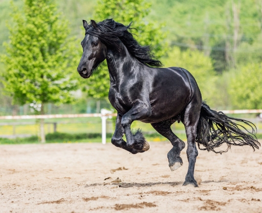 friesian horse sport