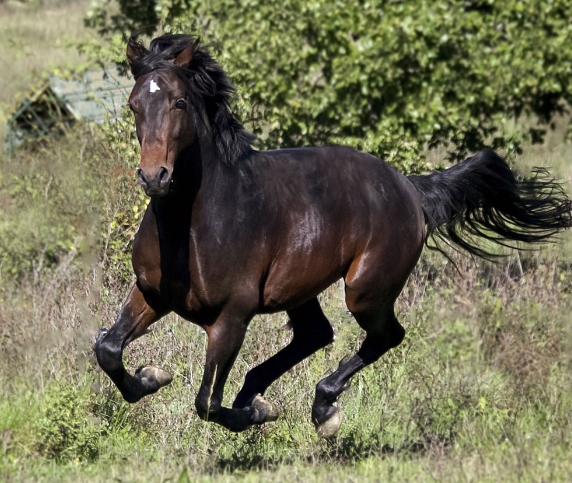 friesian horse near me