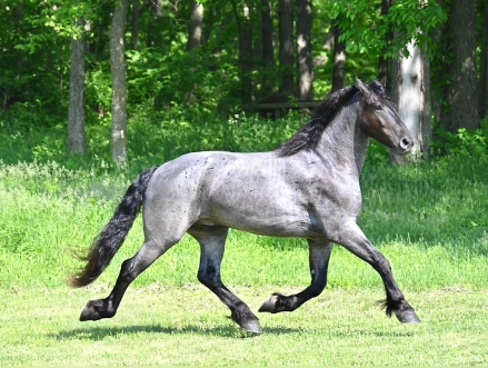 blue roan friesian horse