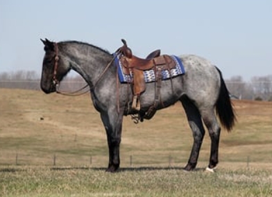 blue roan friesian