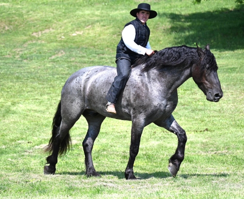 blue friesian horse