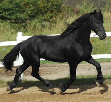 dun friesian sport horse