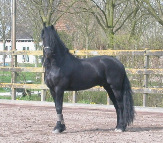 dries 421 friesian stallion