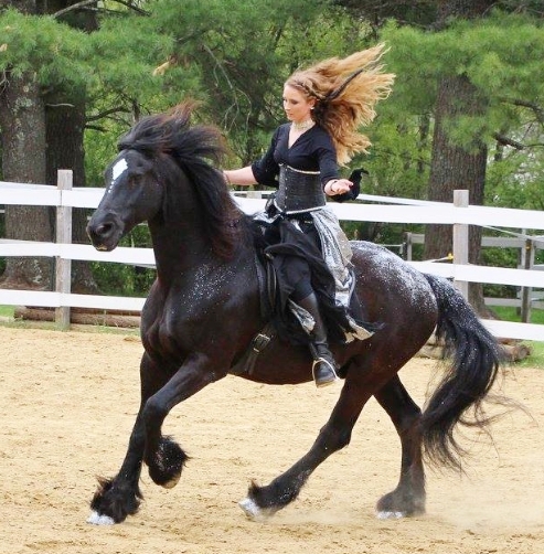 dressage friesian horse