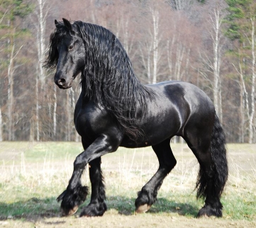 big friesian horse