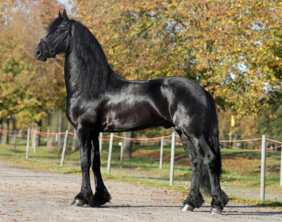 fhana friesian