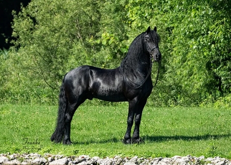 friesian