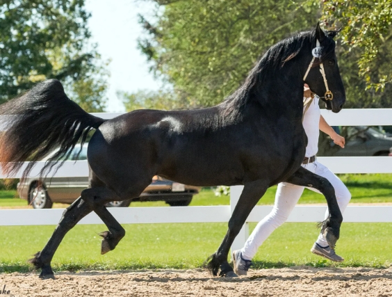 friesian association