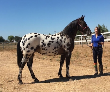 friesian leopard appaloosa