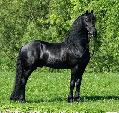 friesian stallion