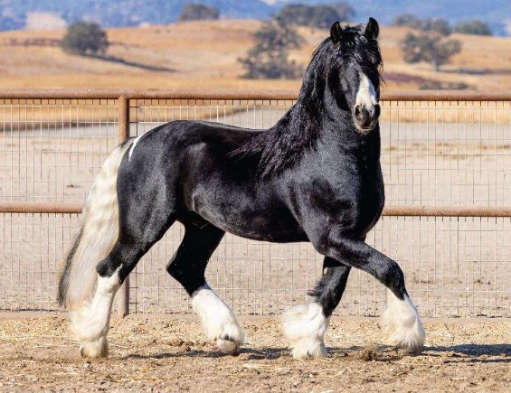 gypsy friesian