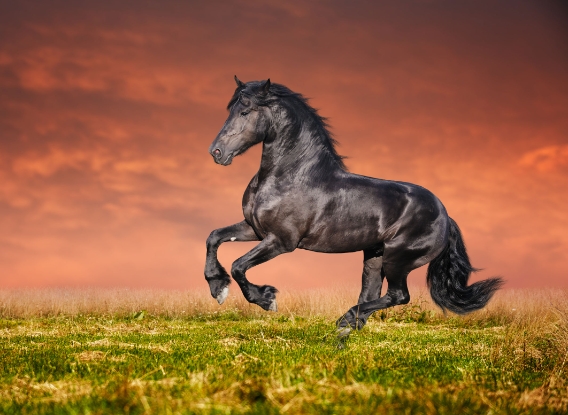 beautiful friesian