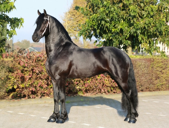 best friesian stallion