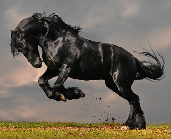 free friesian horse