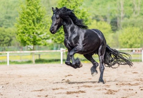 friesian arabian