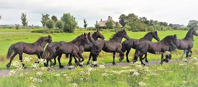 friesian horses youtube