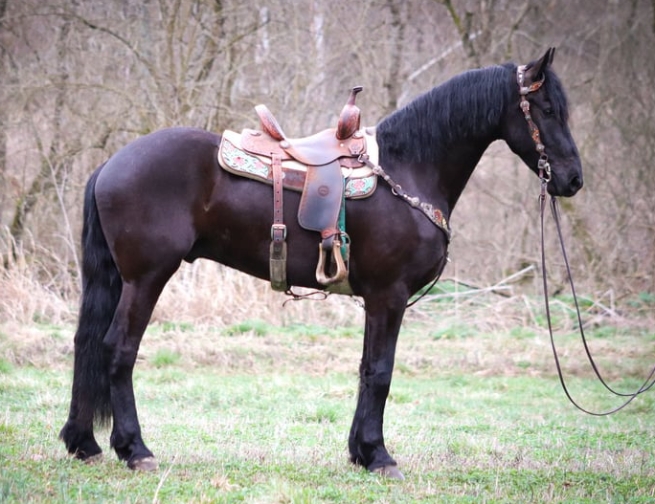 friesian saddles