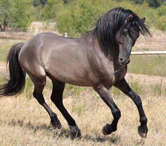 grulla friesian