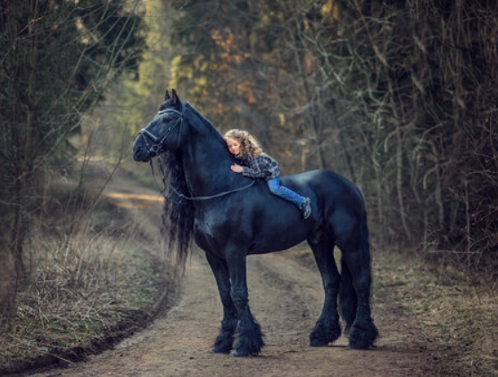 beautiful black friesian horse