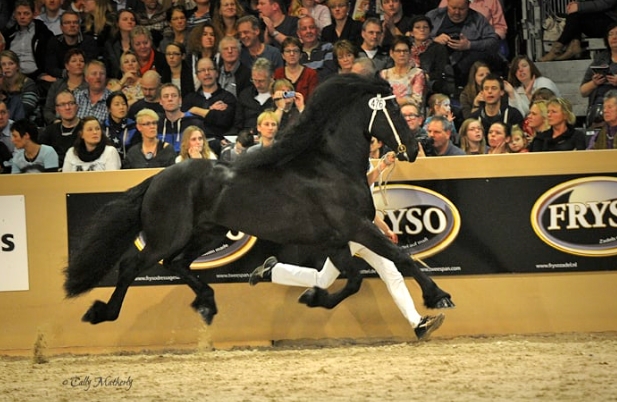 bene friesian stallion