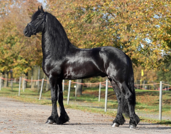 famous friesian stallions