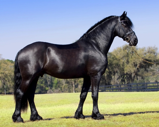 friesian approved stallions