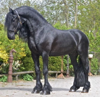 friesian horses hermes