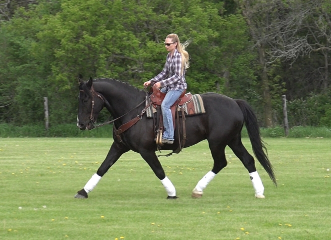 friesian sport horse stallion