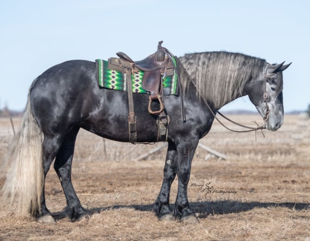 grey friesian horse
