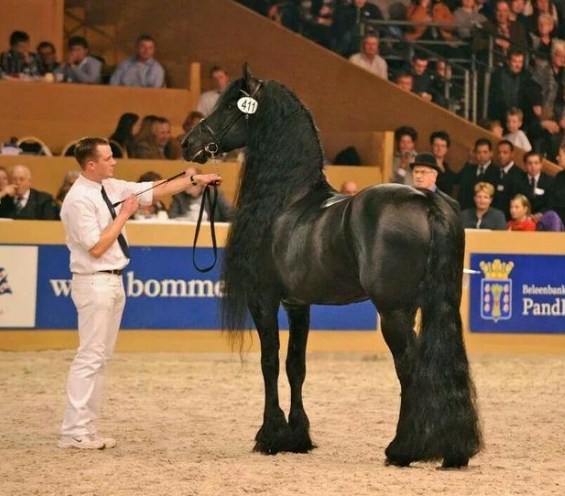 beart 411 friesian stallion