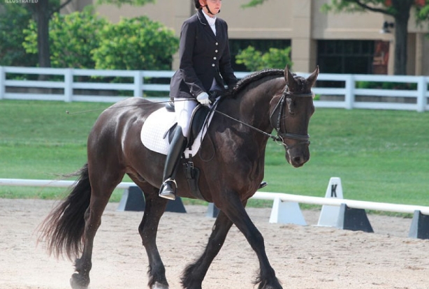 lazy stallion friesians