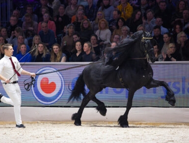 kfps royal friesian horse