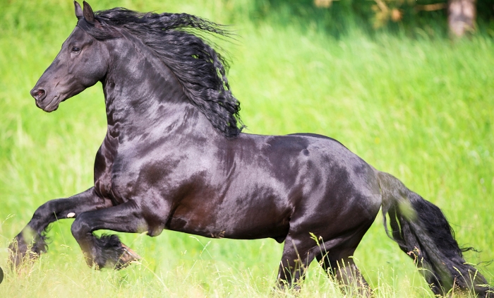 friesland horse