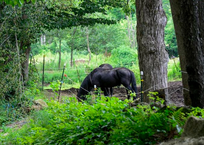 friesians of majesty foreclosure