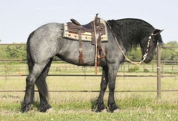 friesian x quarter horse