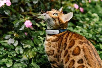 cat tracker
