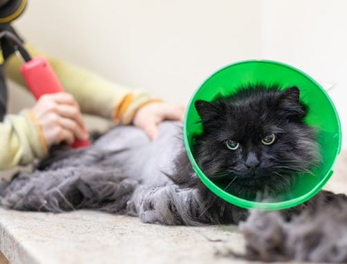 cat grooming near me