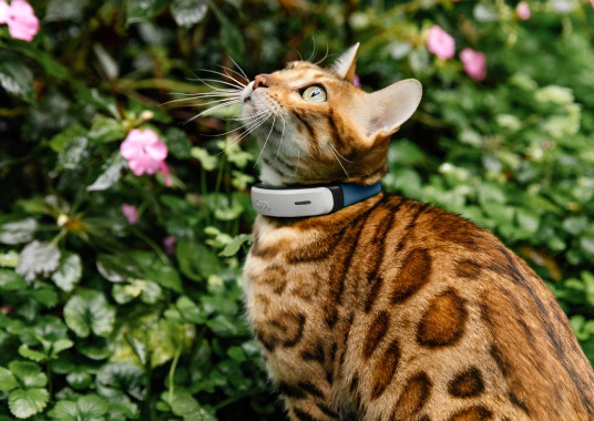cat gps tracker