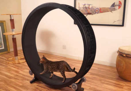 cat wheel