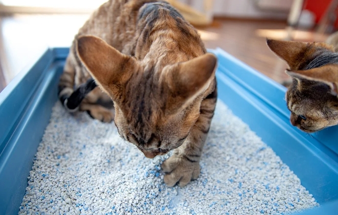 dust free cat litter