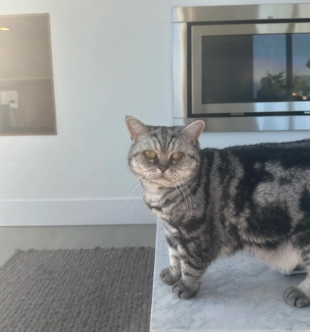 royal canin british shorthair