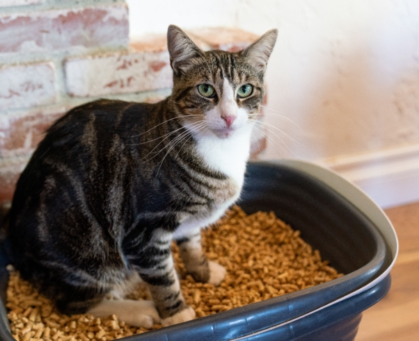 cat litter