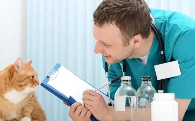 cat vet near me