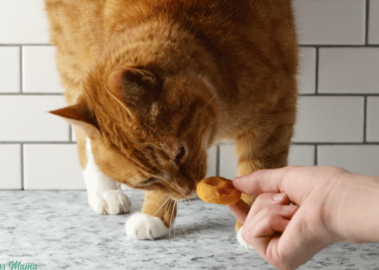 cat treats