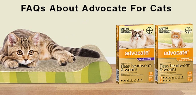 advocate for cats