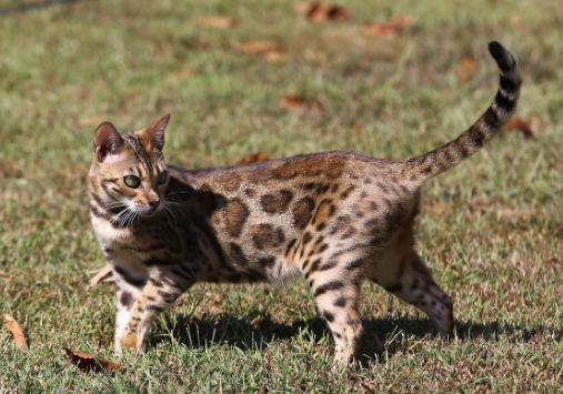 bengal cat