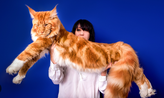 maine coon