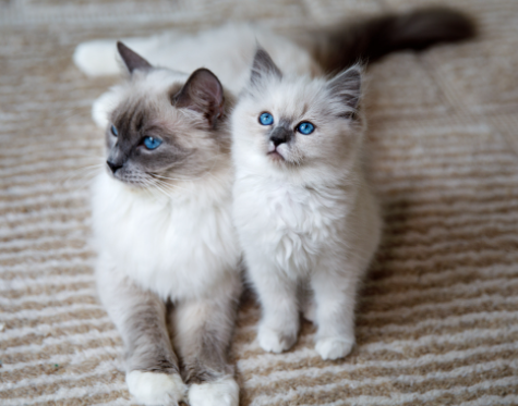 ragdoll kittens for sale