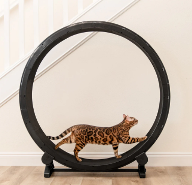 cat exercise wheel