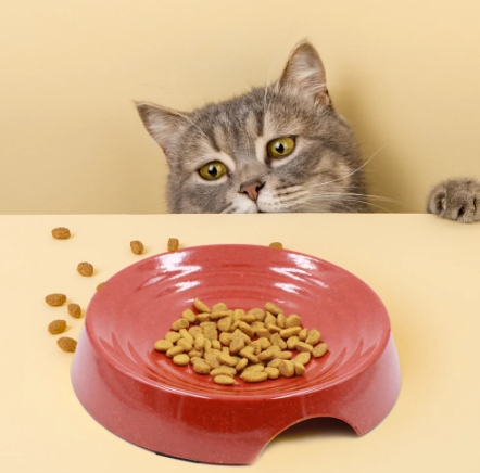 cat bowls